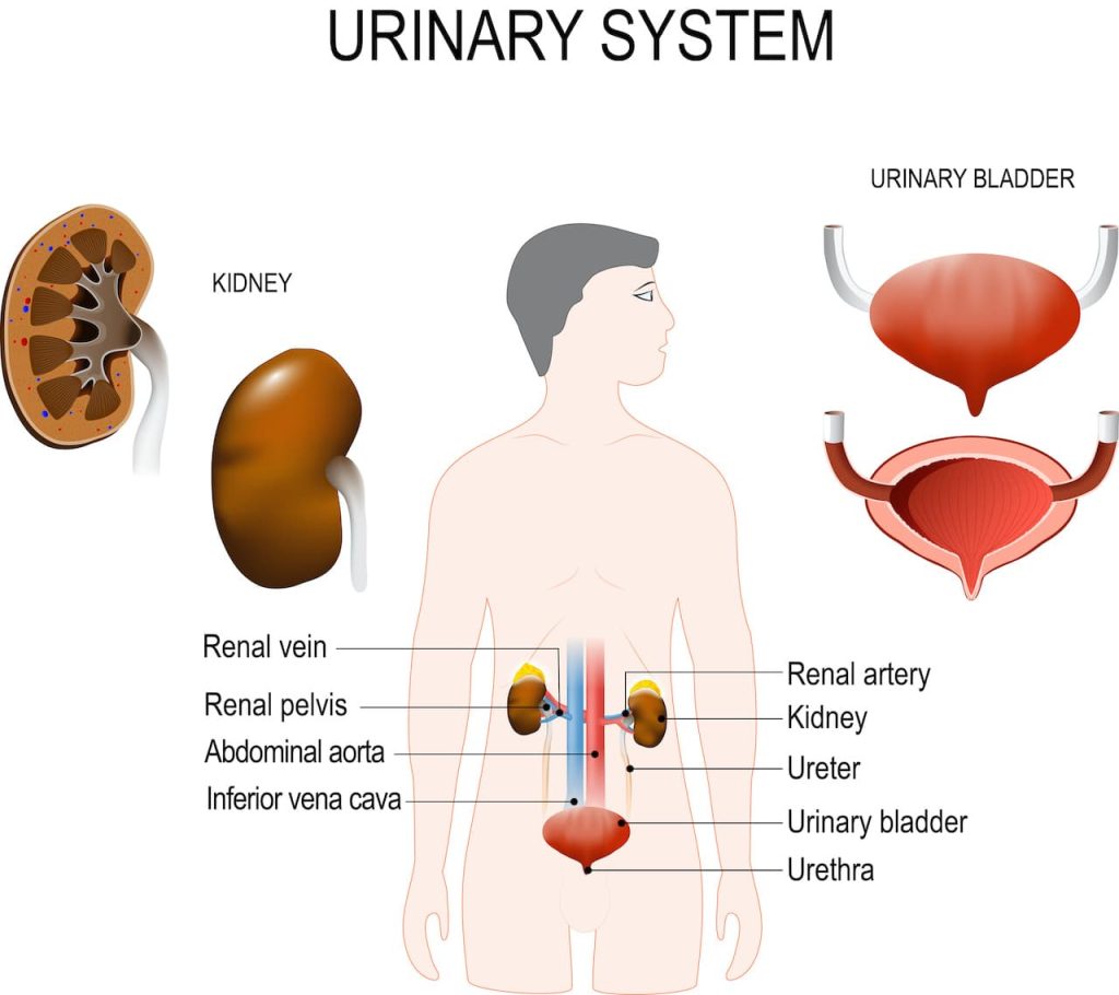 incontinencia urinaria